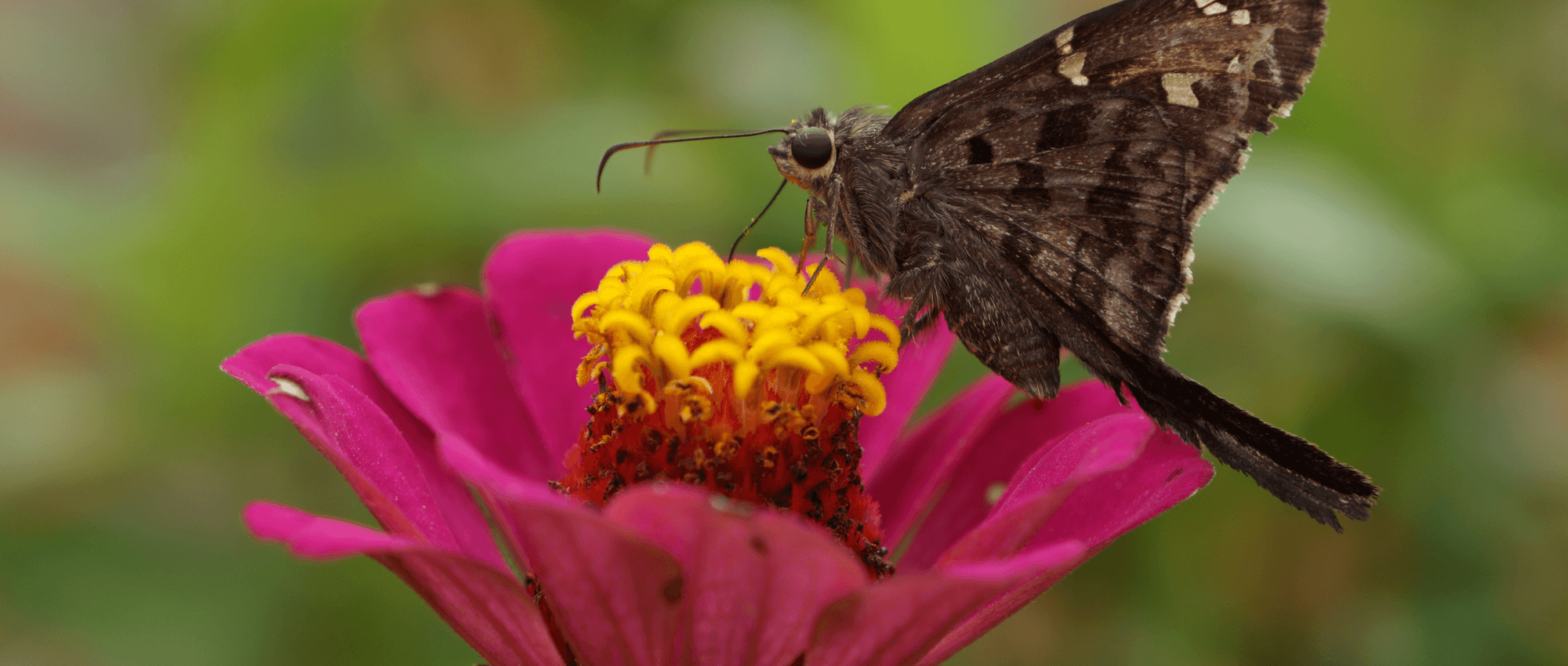 A butterfly pollinating from a fuchsia flower